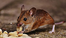 24 Hour & Emergency Exterminators in Westbrook, ME